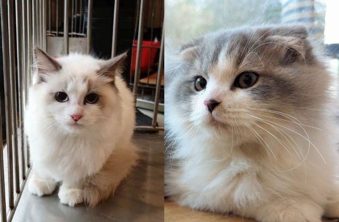 貓咪領養注意事項