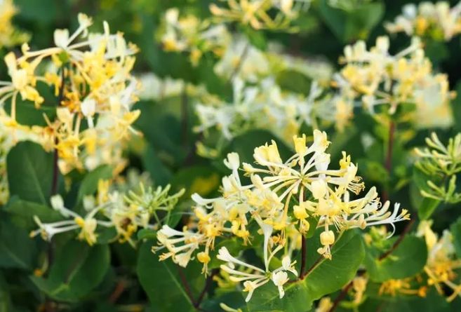 金銀花健康益處