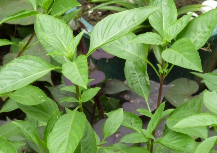 九層塔收成時機