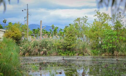 台灣水草農場