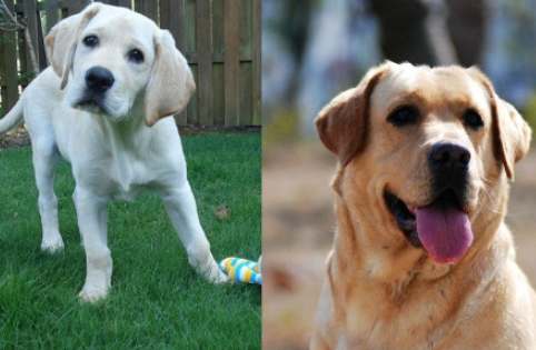 拉布拉多金毛比较
