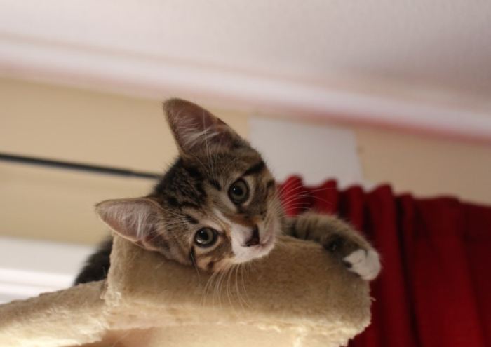 幼貓拉肚子禁食