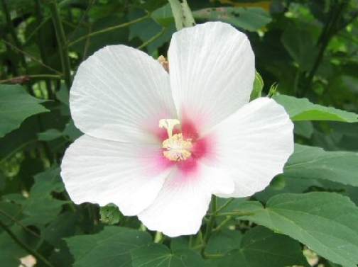 台灣種芙蓉指南