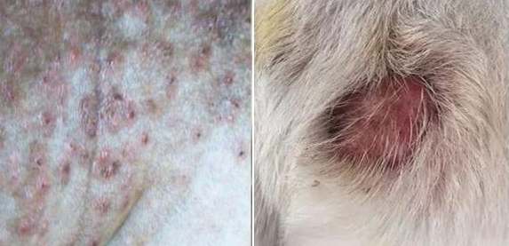 狗狗毛囊炎傳染