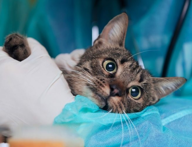 貓疱疹病毒預防