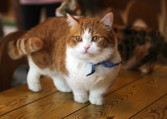 貓咪死掉處理方法