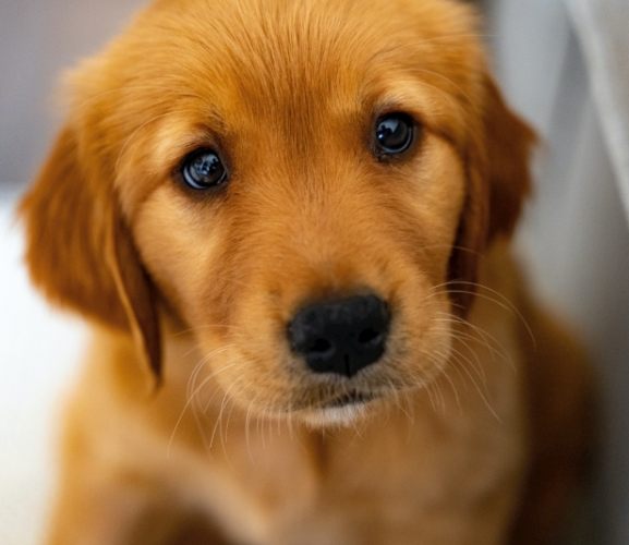 寵物死亡身體變化