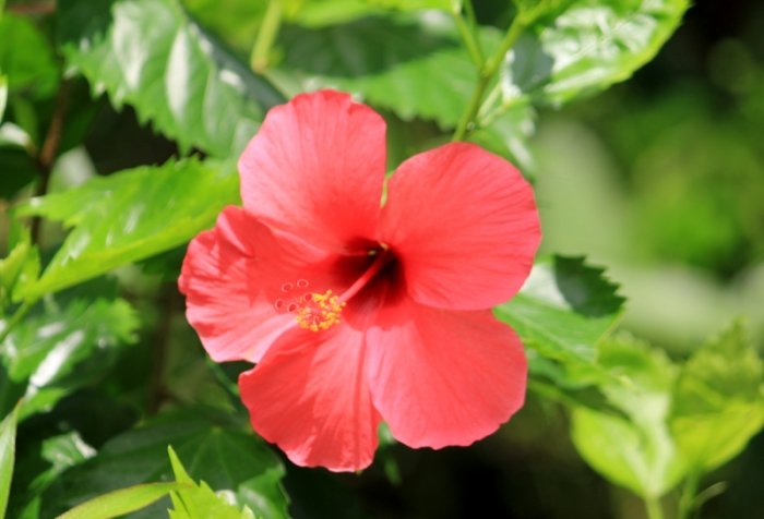 大紅花健康益處