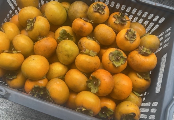 柿子健康 benefits