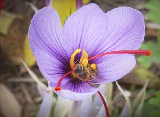 番紅花泡水喝好處