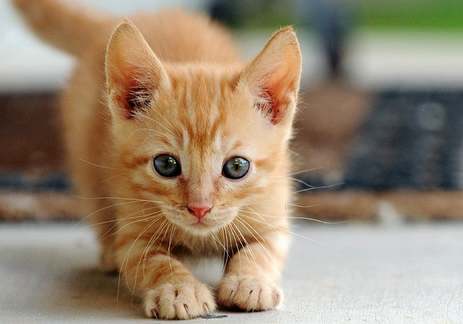 貓咪死亡處理指南