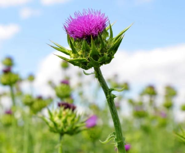 水飛薊不良反應