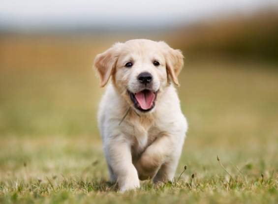 寵物死亡身體變化