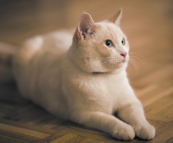 貓咪死亡處理指南