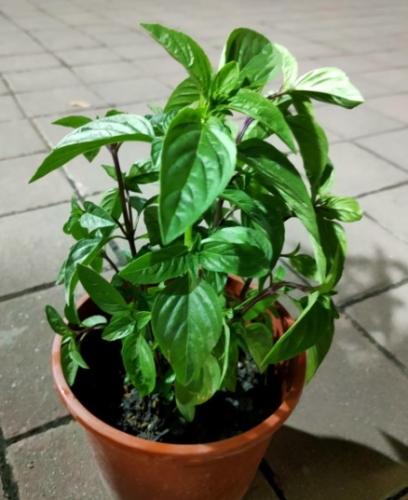 九層塔種植技巧