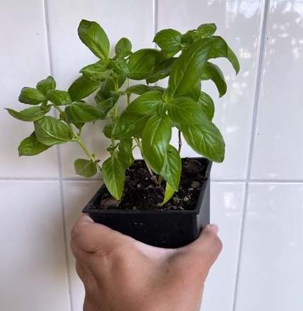 九層塔種植技巧