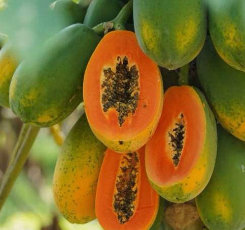 青皮木瓜食用方法