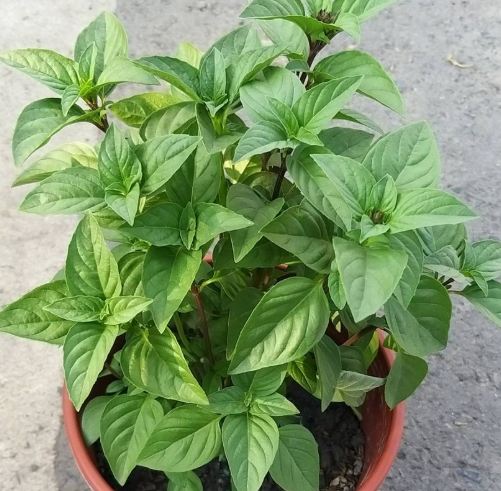 九層塔分枝方法