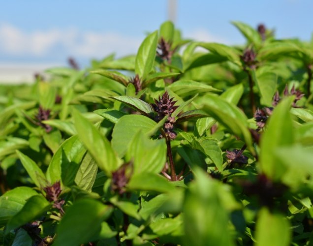 九層塔種植施肥