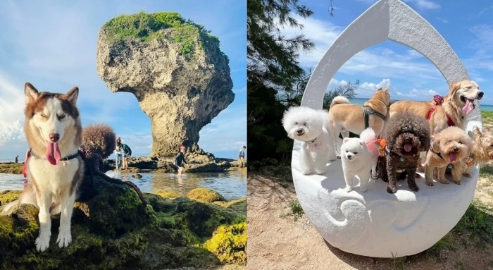 毛孩告別式指南