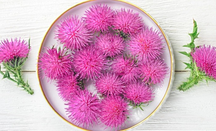 水飛薊不良反應