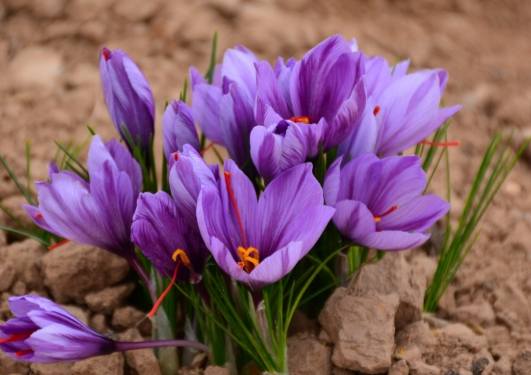 藏紅花飲用方法