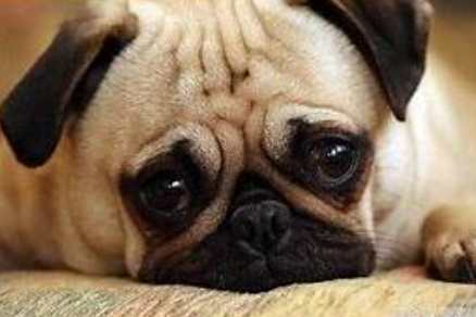 寵物死亡身體變化