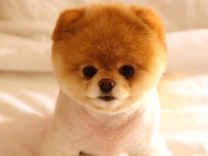 寵物喪失心理調適