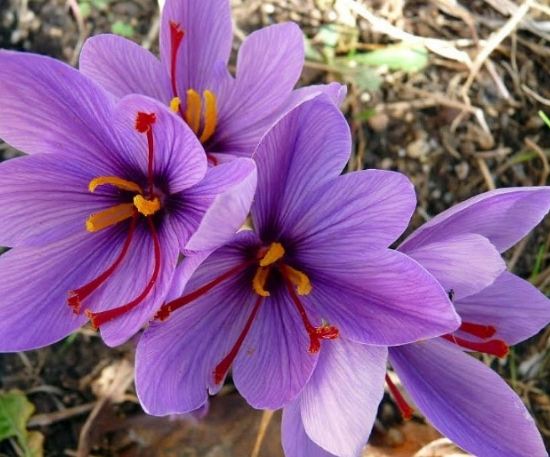 藏紅花血糖控制