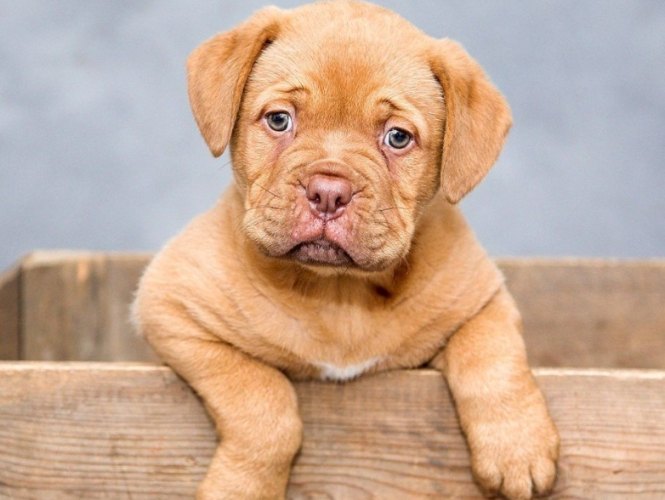 毛孩告別式指南