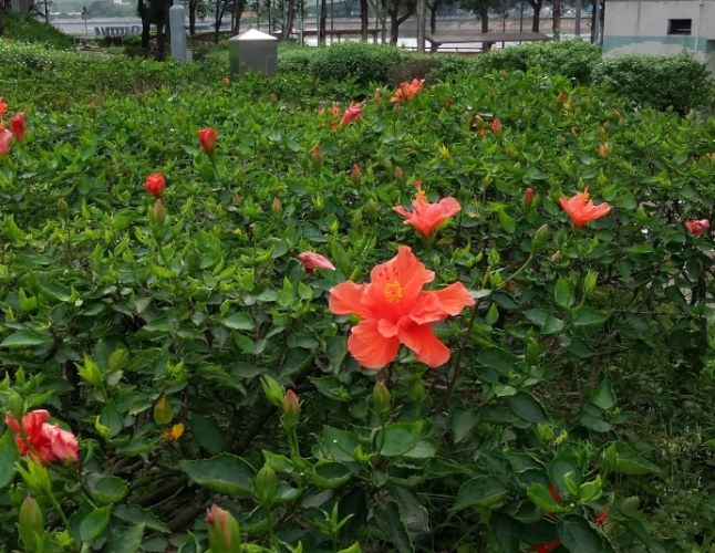 大紅花健康益處