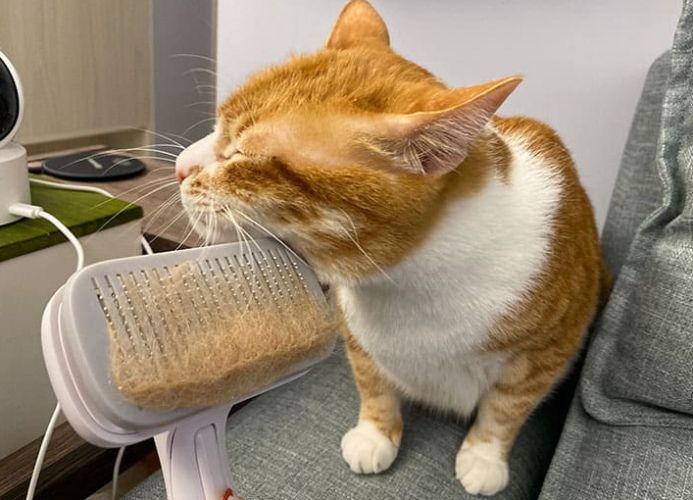 貓咪毛球症預防