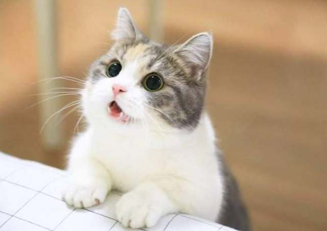 貓角膜受傷預防