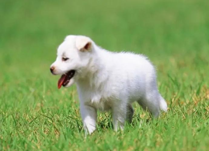 狗狗眼睛紅原因