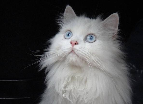 白色波斯貓飼養