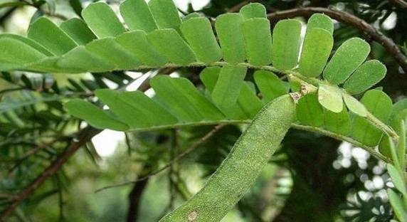 雞骨草使用注意