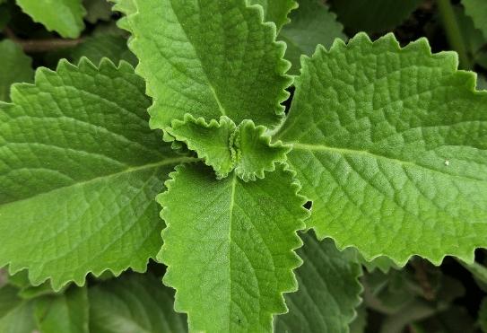 左手香修剪方法