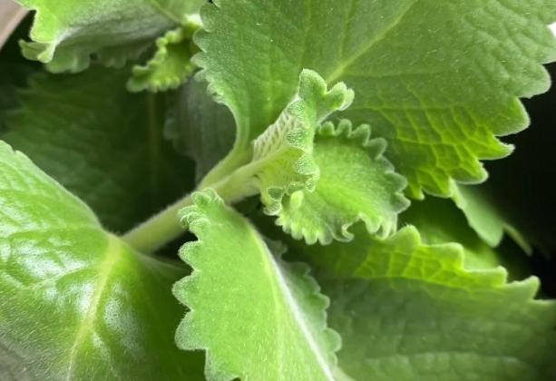 左手香安全使用