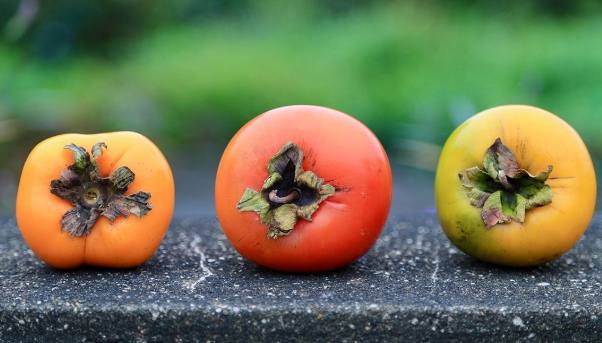 吃到涩柿子处理方法