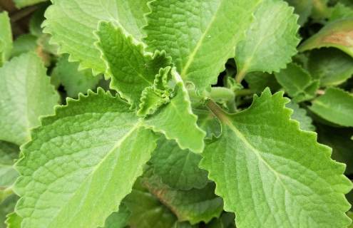 左手香养护方法