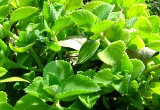 左手香修剪方法