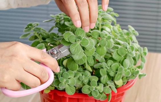 左手香养护方法