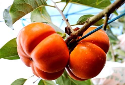 涩柿子处理方法