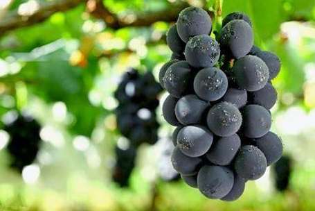 樹葡萄特徵
