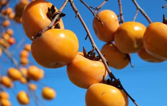 涩柿子处理方法