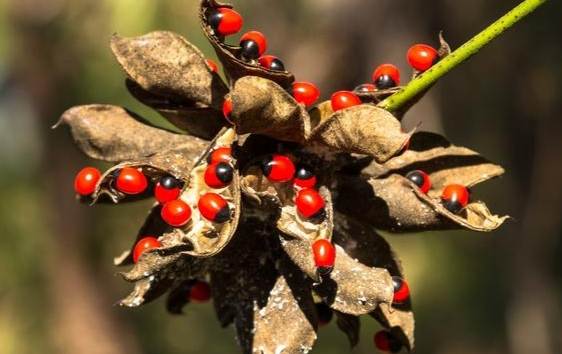 雞骨草使用注意