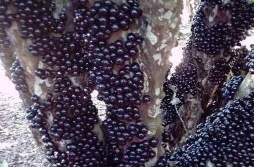 嘉寶果高壓繁殖