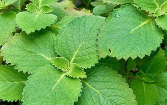 左手香修剪方法