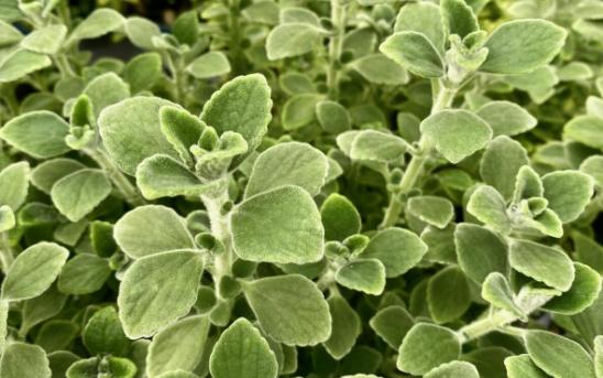 左手香種植技巧