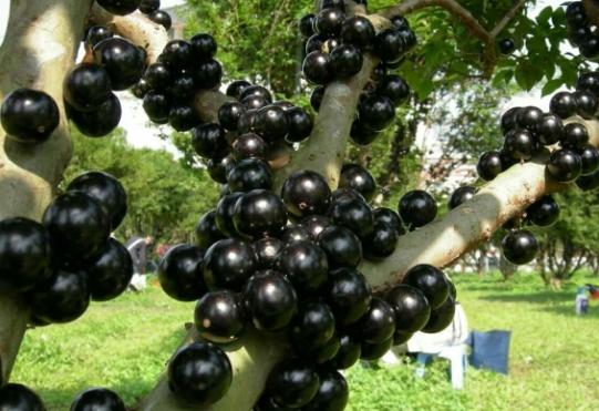 樹葡萄外觀
